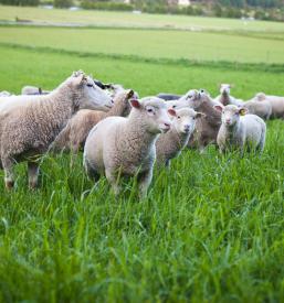 Prodaja kvalitetne krme za živali Slovenska Bistrica