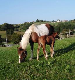 Jahanje konjev na ranču Voličina, Maribor