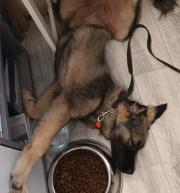 Dobra veterinarska ambulanta Zasavje