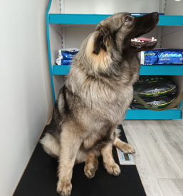 veterinarska ambulanta Zasavje