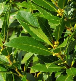 Nabiranje zelišč in rastlin