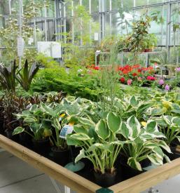 Prodaja cvetja in sadik na tržnici Domžale