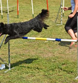Kinološko tekmovanje
