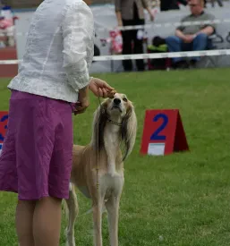 Dog expo