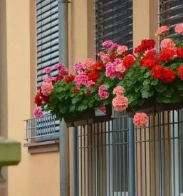 Ugodno balkonsko cvetje Kranj