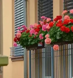 Ugodno balkonsko cvetje Kranj