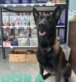 Biološka hrana za pse