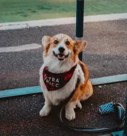 Dog show
