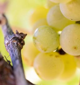 Vrhunska pinela vina Goriška