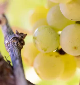 Vrhunska pinela vina Goriška