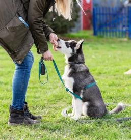Pasja šola za mladičke