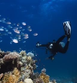 Organizacija ronilačkih aktivnost Senj, Hrvatska