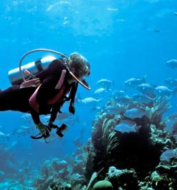 Organizacija ronilačkih aktivnost