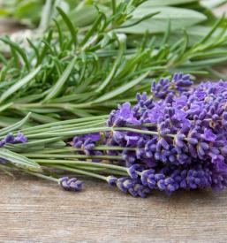 Zeliščarski tečaj