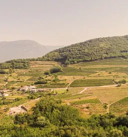 Visokokvalitetno pinela vino Goriška