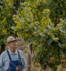 Kvalitetna zelen vina Goriška