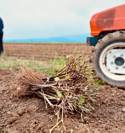 Kvalitetne trsne cepljenke z Dolenjske