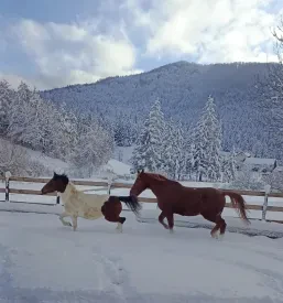 Terapija s konji