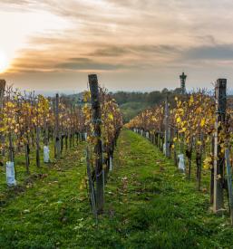 Kakovostna vinogradniška oprema