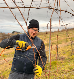 Prodaja trsnih cepljenk Dolenjska