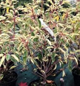 Dobra drevesnica Ljubljana