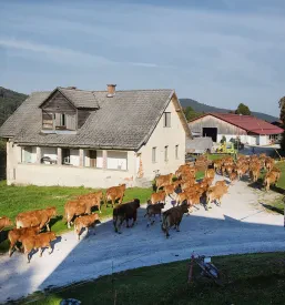 Ugoden apartma Kočevsko