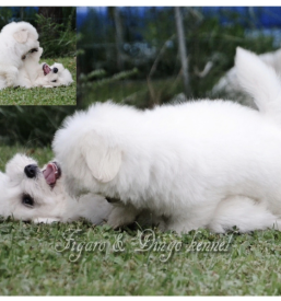 Koton de Tulear Ljubljana