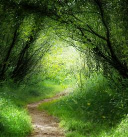 Urejanje gozdnih površin Ajdovščina