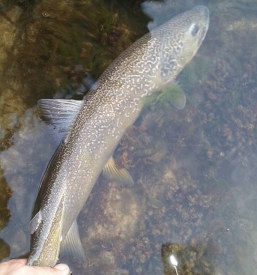 Fische fangen Soča in Solkan