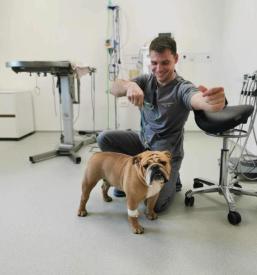 Veterinarska obravnava Radomlje