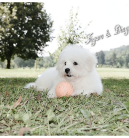 Koton de Tulear Slovenija