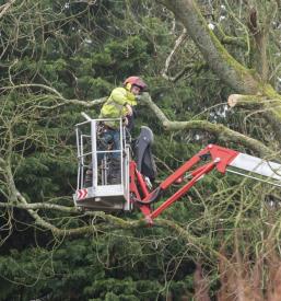 Urejanje gozdov Gorenjska