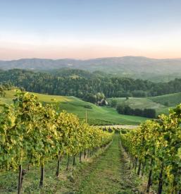 Odlična vina Štajerska