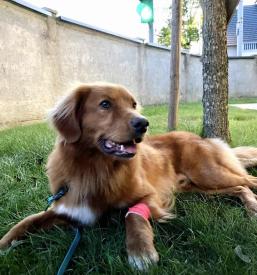 Veterinarji Radomlje