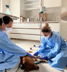 Veterinarska ambulanta Radomlje