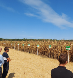 Kmetijstvo Murska Sobota