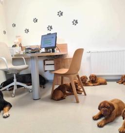 Veterinarska ordinacija Radomlje