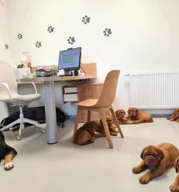 Veterinarska ordinacija Radomlje