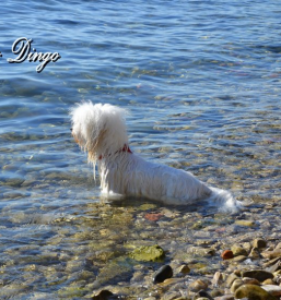 Coton de tulear rejci v Sloveniji