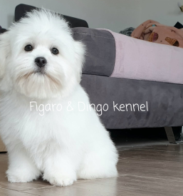Coton de Tulear Ljubljana