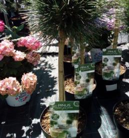 Ugodna prodaja rastlin