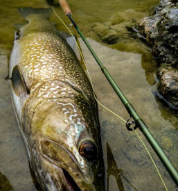 Fischerei Soča in Solkan