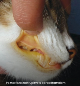 Zdravljenje mačk Osrednja Slovenija