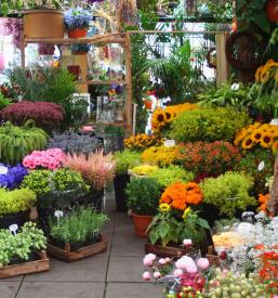 Kvalitetna priprava cvetličnih aranžmajev Kamnik, Osrednjeslovenska