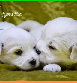 Pasma Coton de Tulear