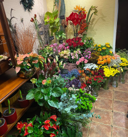 Rože za balkon Celje