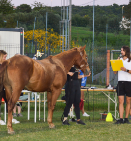 Združenje športnih društev v Ankaranu