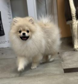 Urejanje pasje dlake