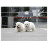 Psarna Figaro & Dingo, Martina Kokalj s.p.