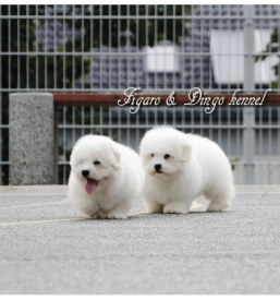 Vzreditelji Coton de Tulear Ljubljana